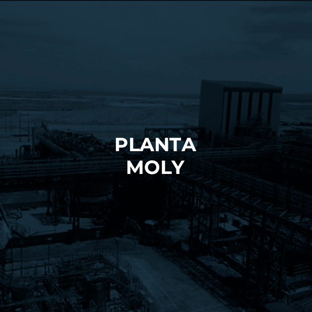 Planta Moly